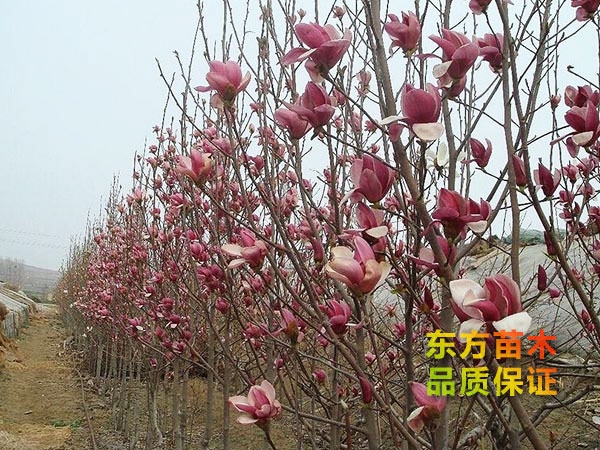 玉蘭樹(shù)