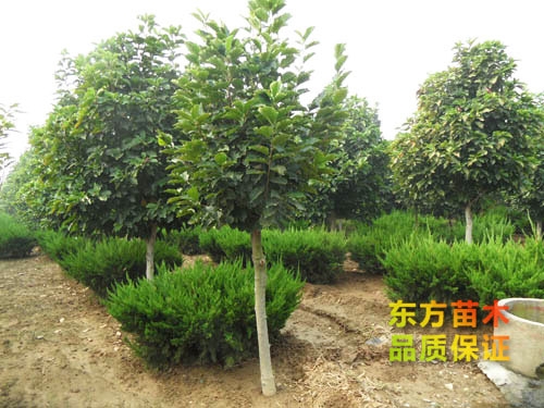 玉蘭樹(shù)