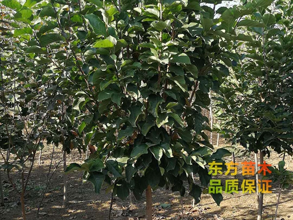 玉蘭樹(shù)