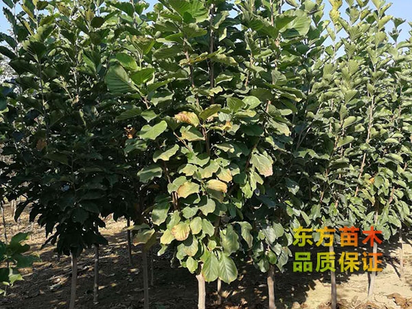 玉蘭樹(shù)