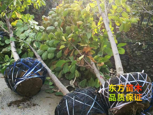 玉蘭樹(shù)