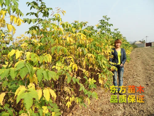 復葉槭