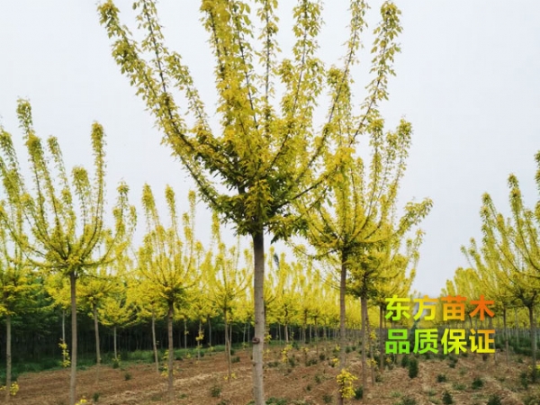 金葉復葉槭